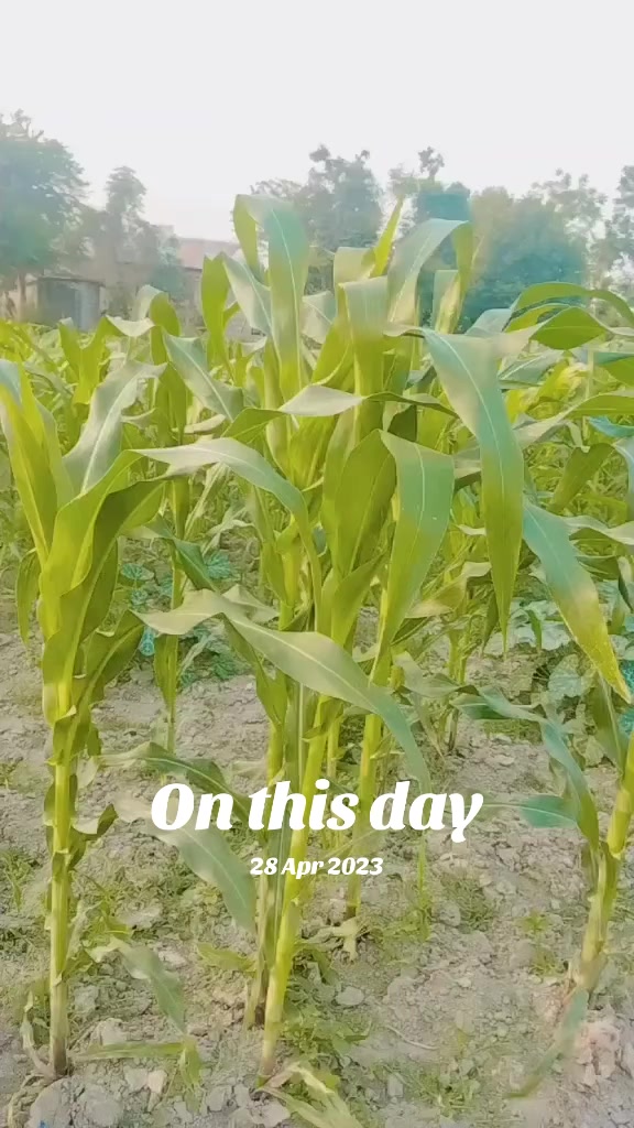 @laxmineupane0444