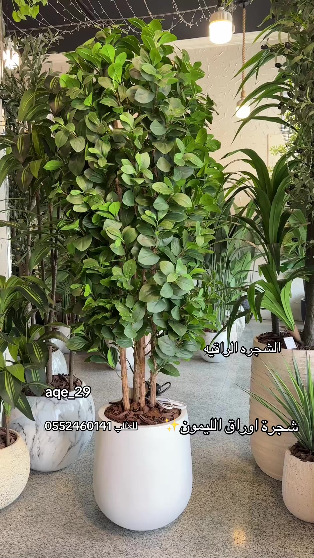 @الشجره الراقيه(زهور المملكه)🌴