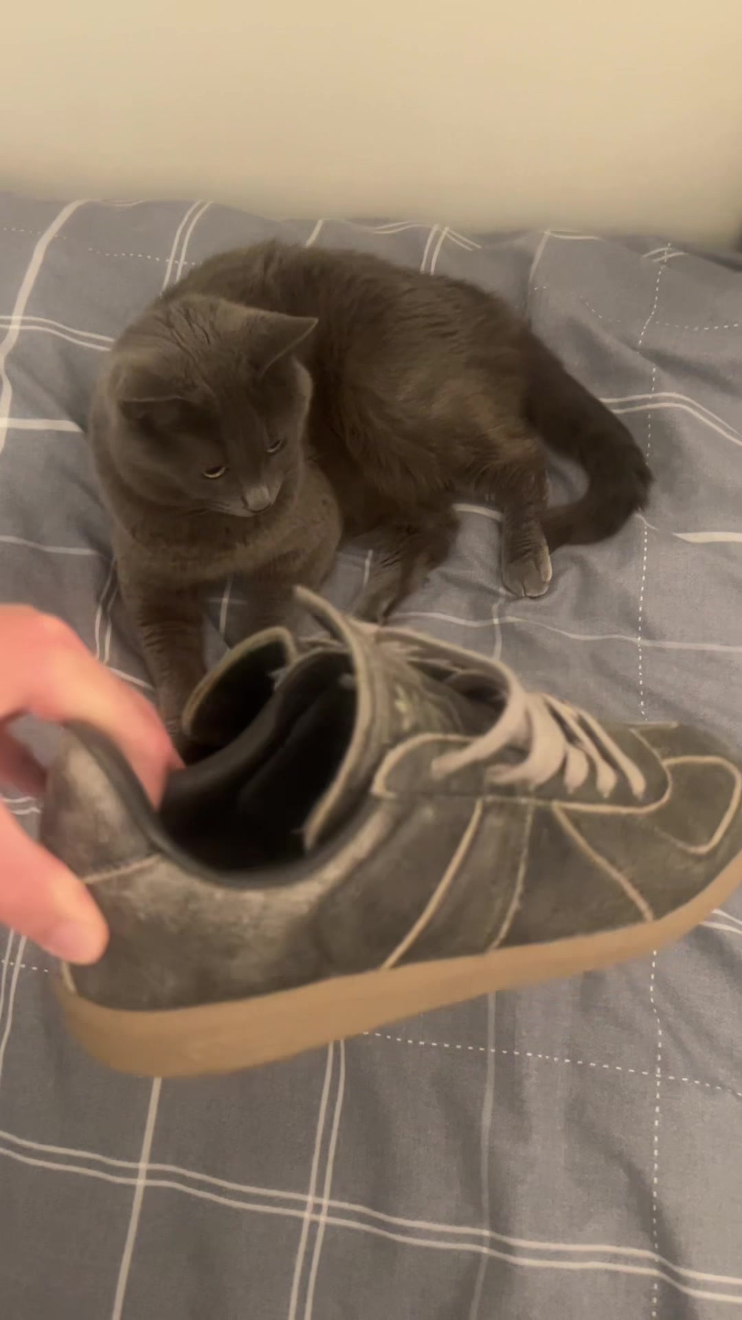 @haz_mp4