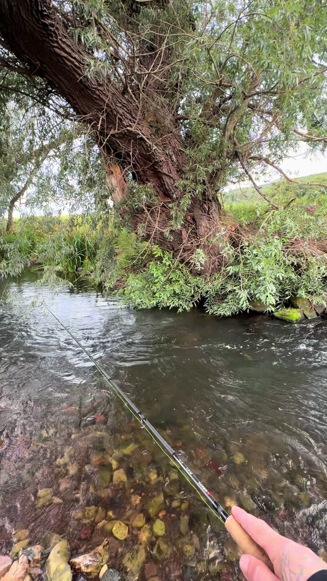 @Alba Trout 🏴