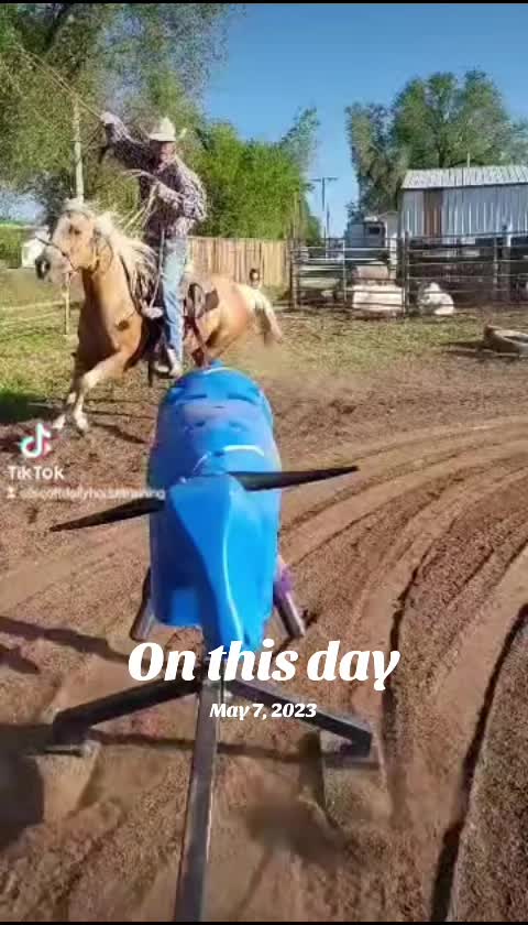 @scottdailyhorsetraining