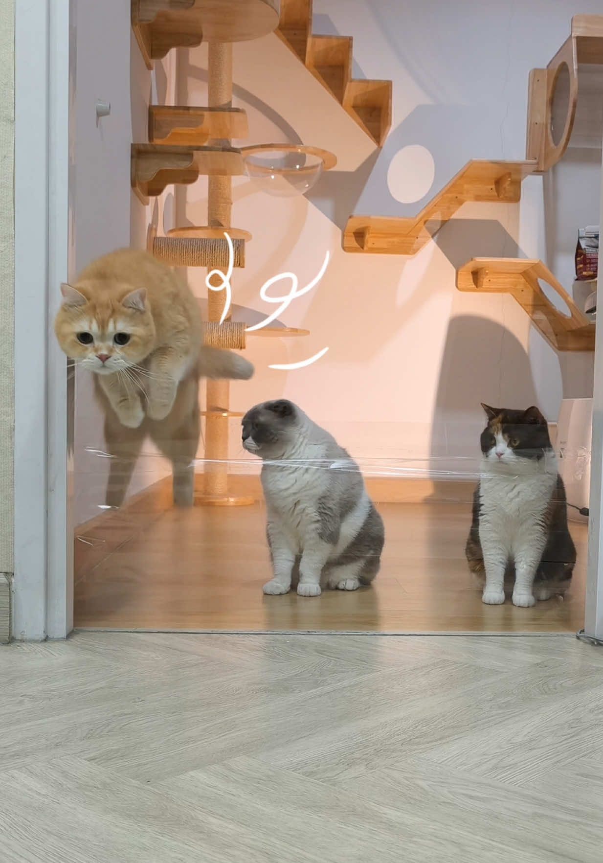 @ชิเอลแมวมึน 😺