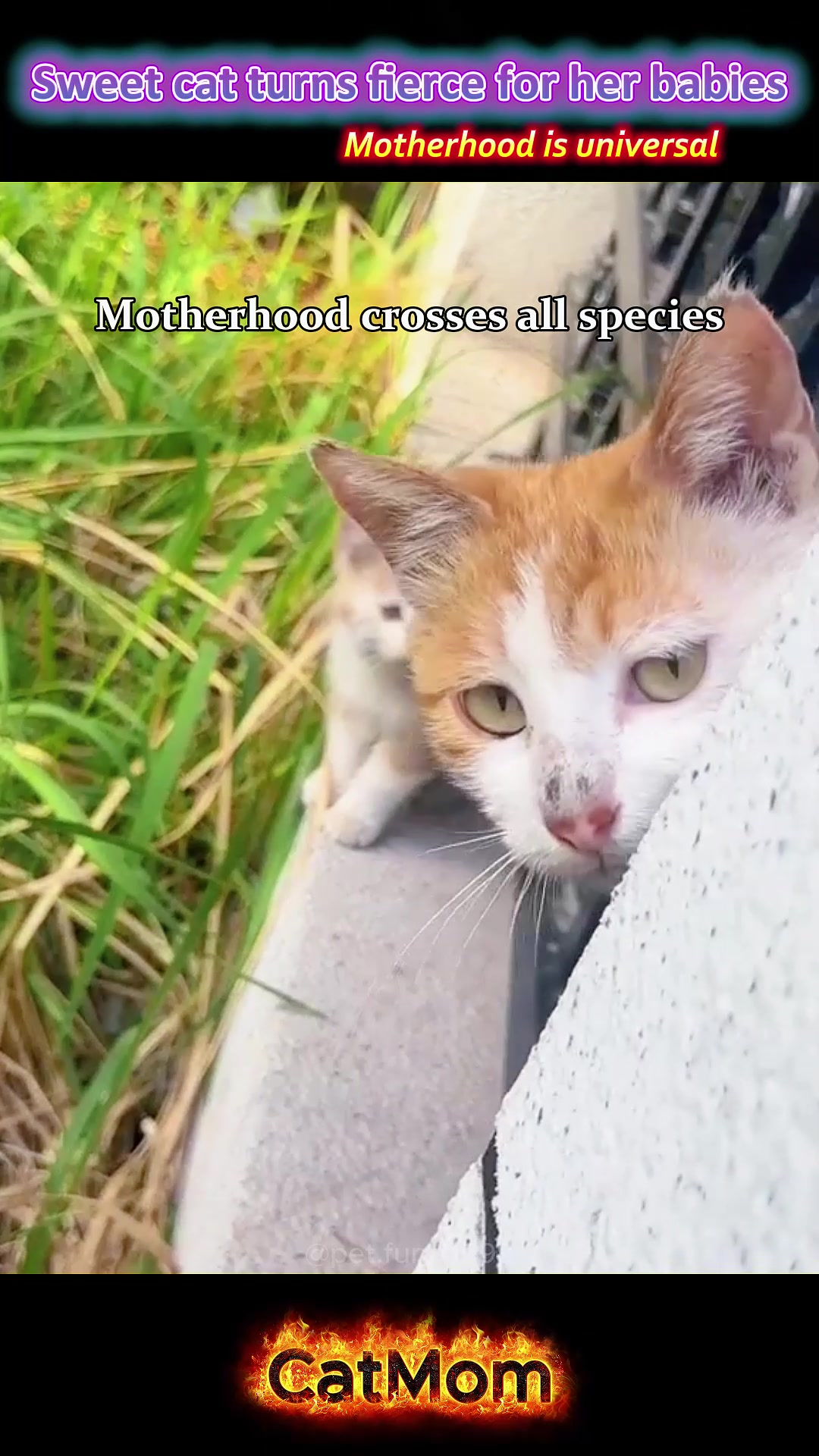 @pet.funny799
