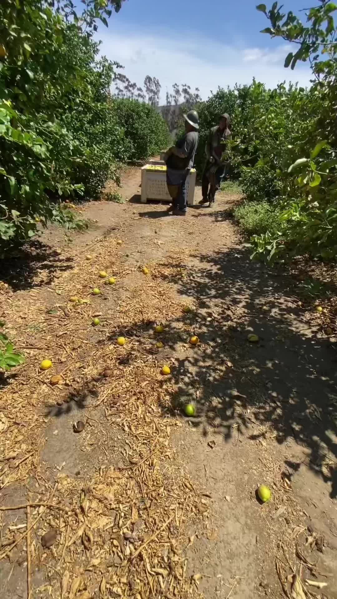 @Perro PAPAYAL