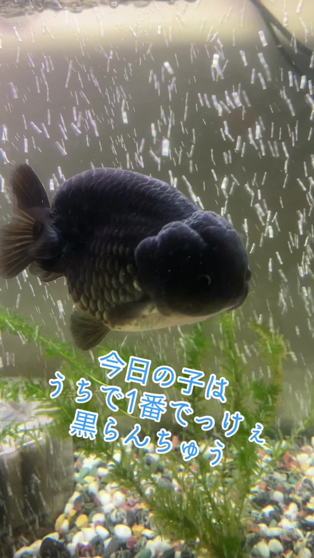 @Kuina001