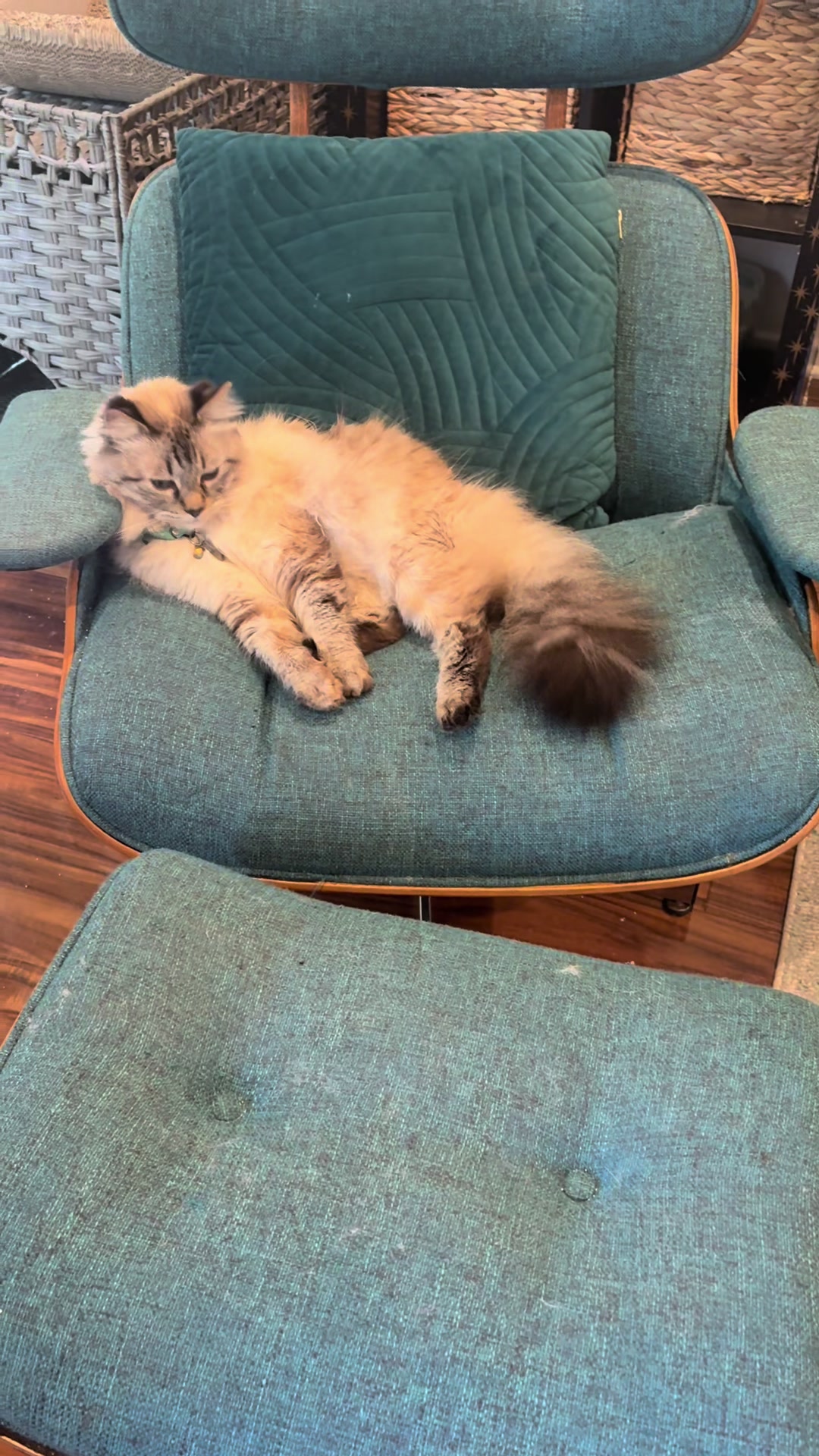 @Brock Meowsnar