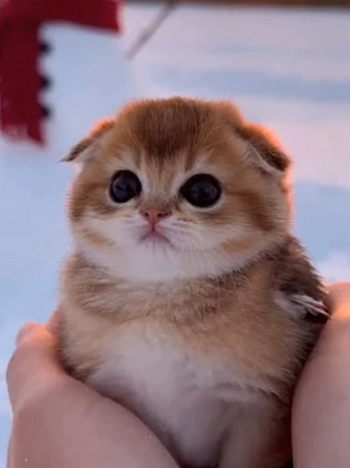 @meowlove
