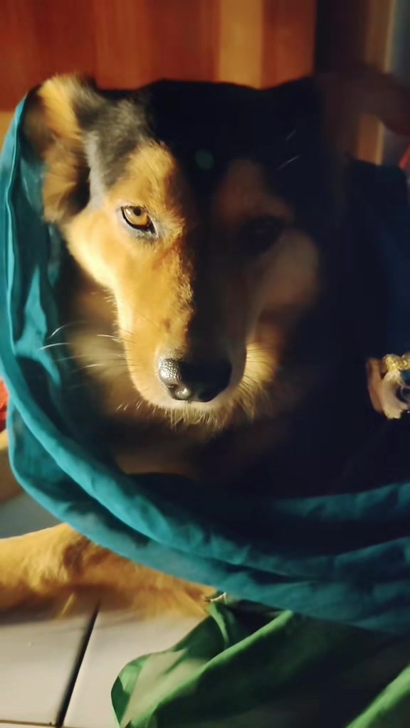 @Cholanz🐕