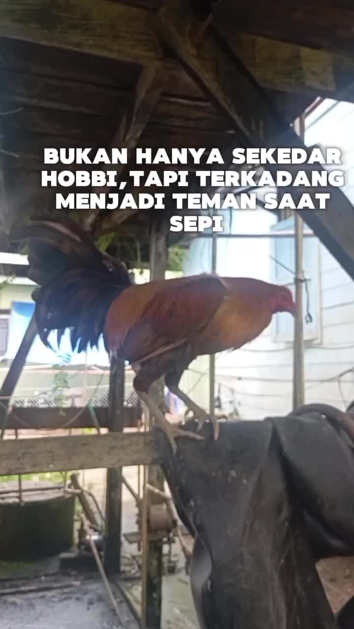 @bang jago88