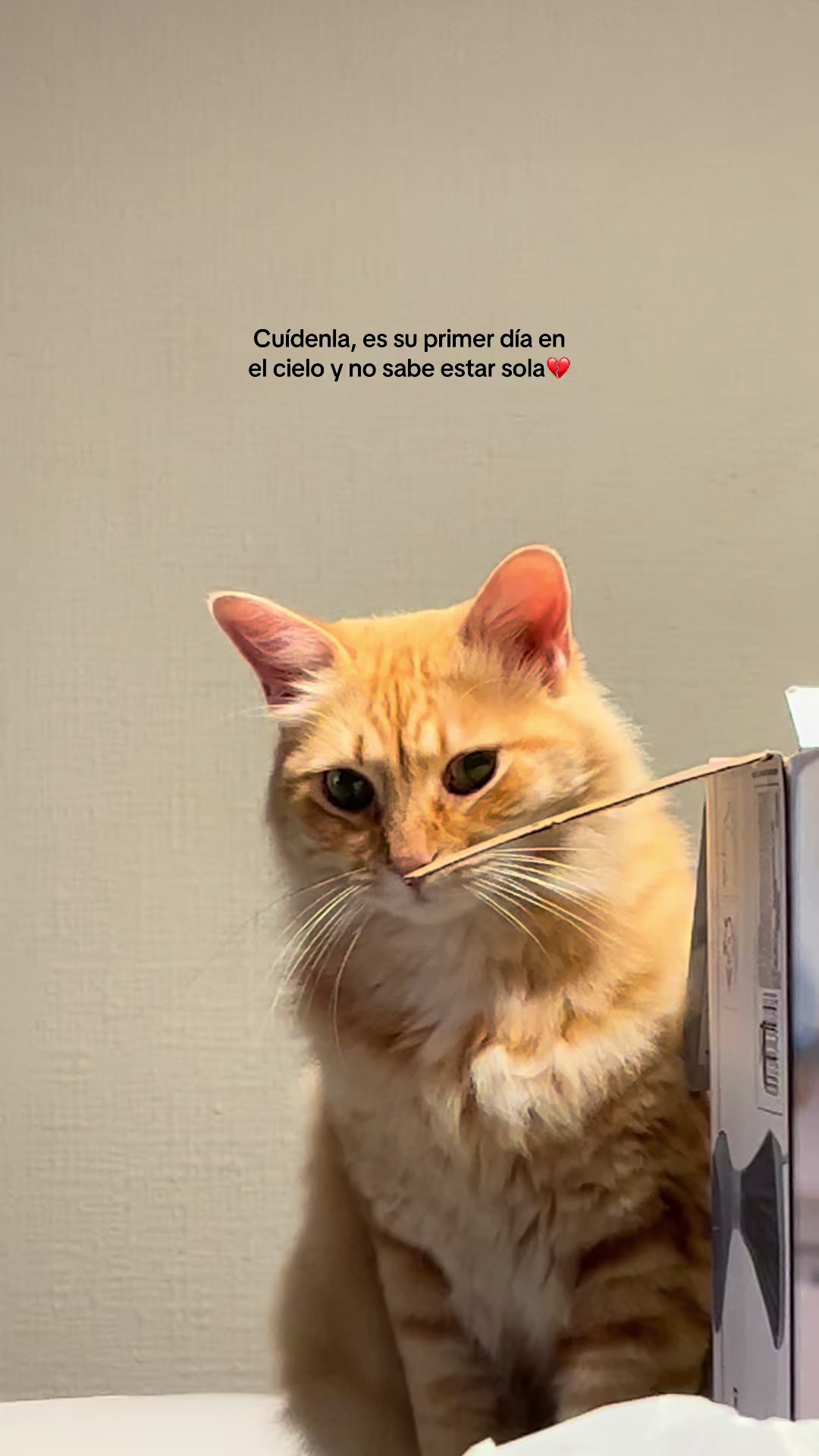 @Canelita