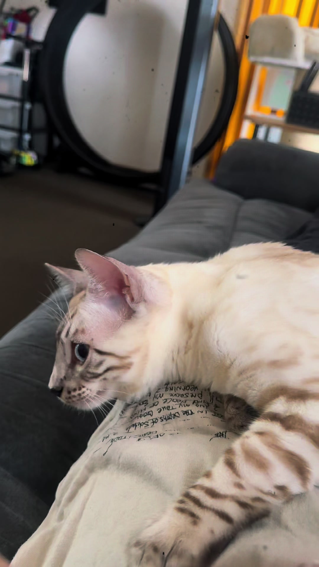 @TiggerthebrownBengal🇦🇺