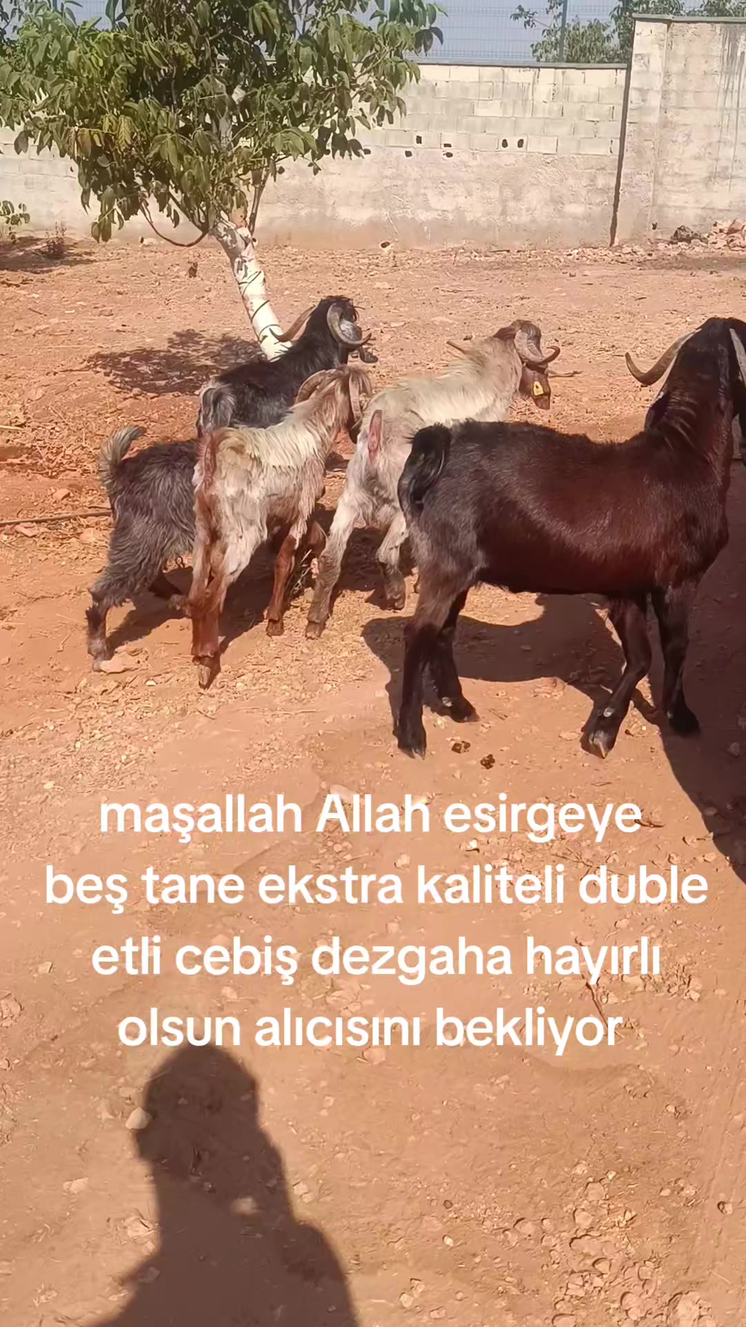 @Alp 🇹🇷🤘🐺27