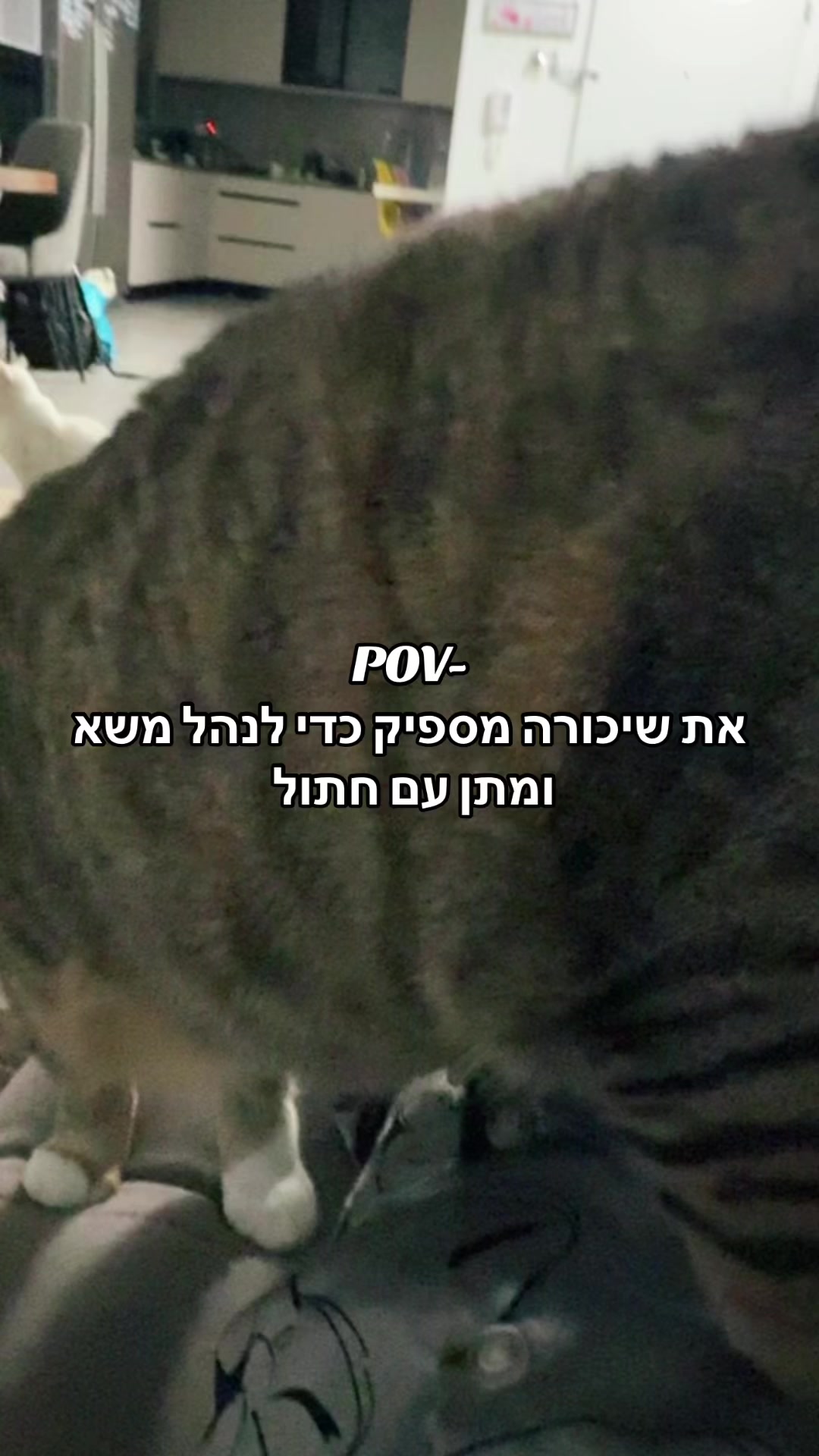 @Sheerel Avramovich