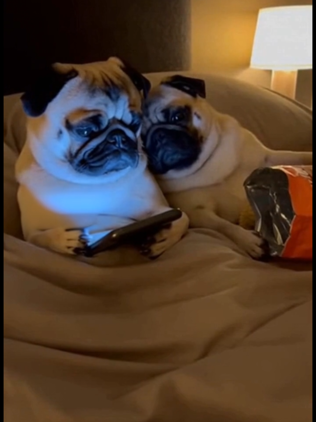 @Pug