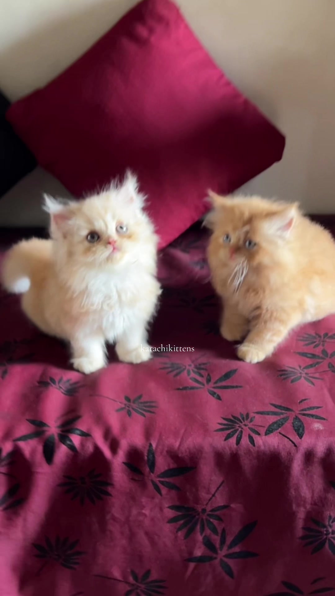 @karachikittens