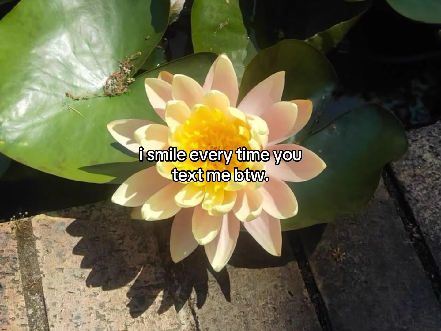 @flowercorrre