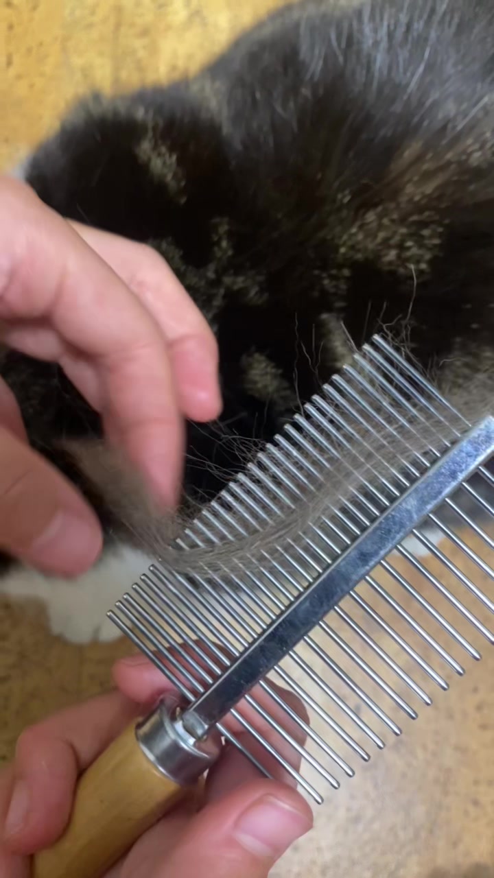 @PawsAndClaws
