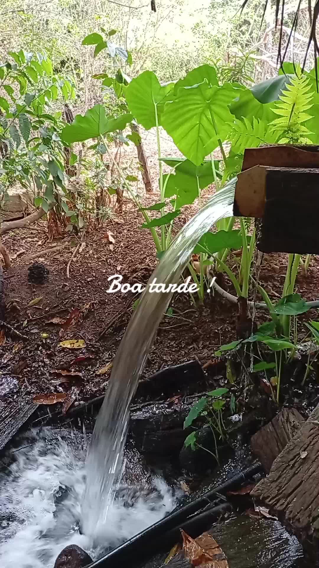 @🦜Edmilson da Serra🦜