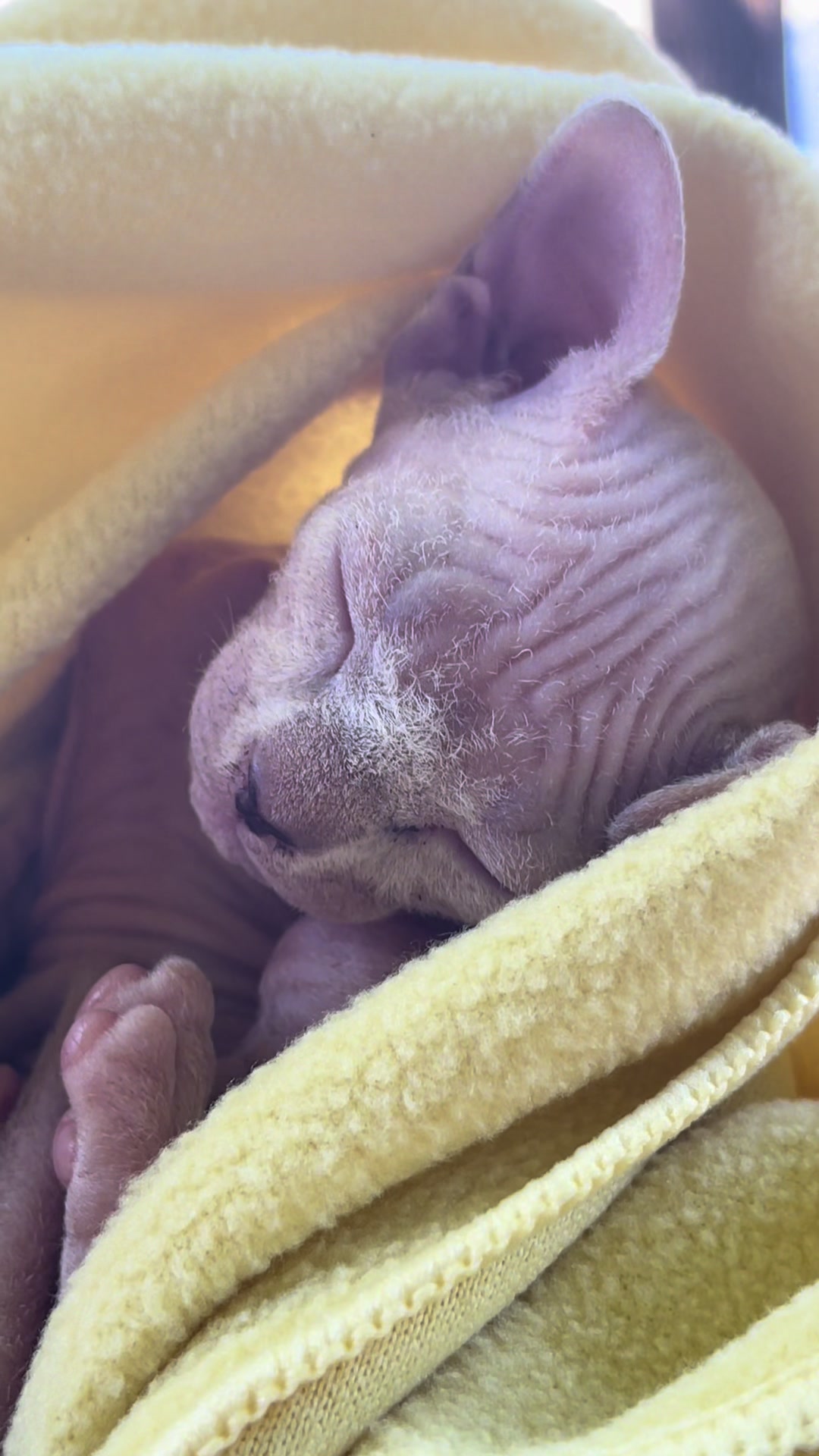 @Haught Flash