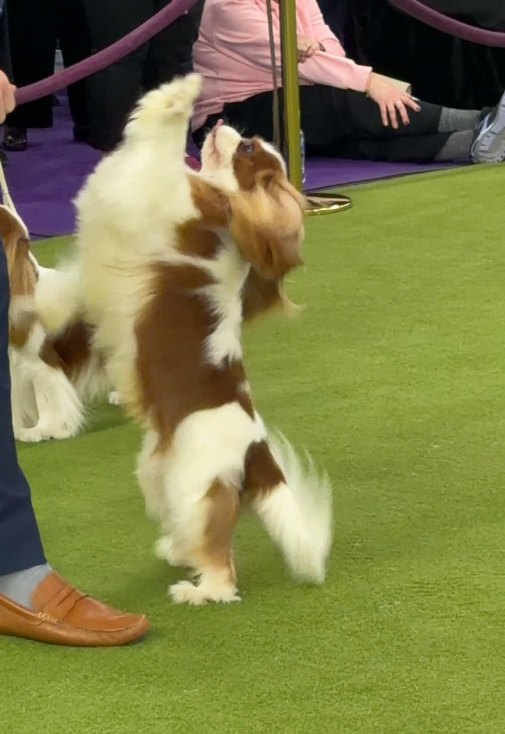@Westminster Kennel Club