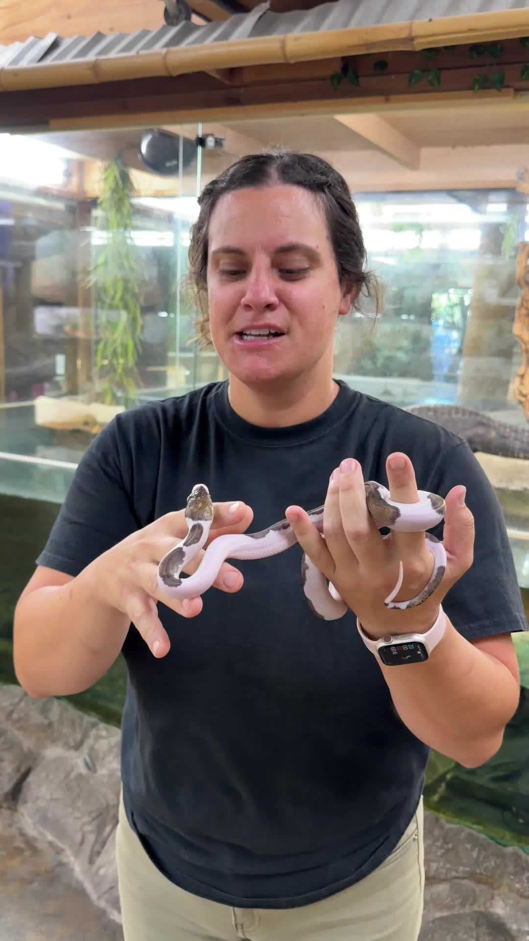 @The Reptile Zoo