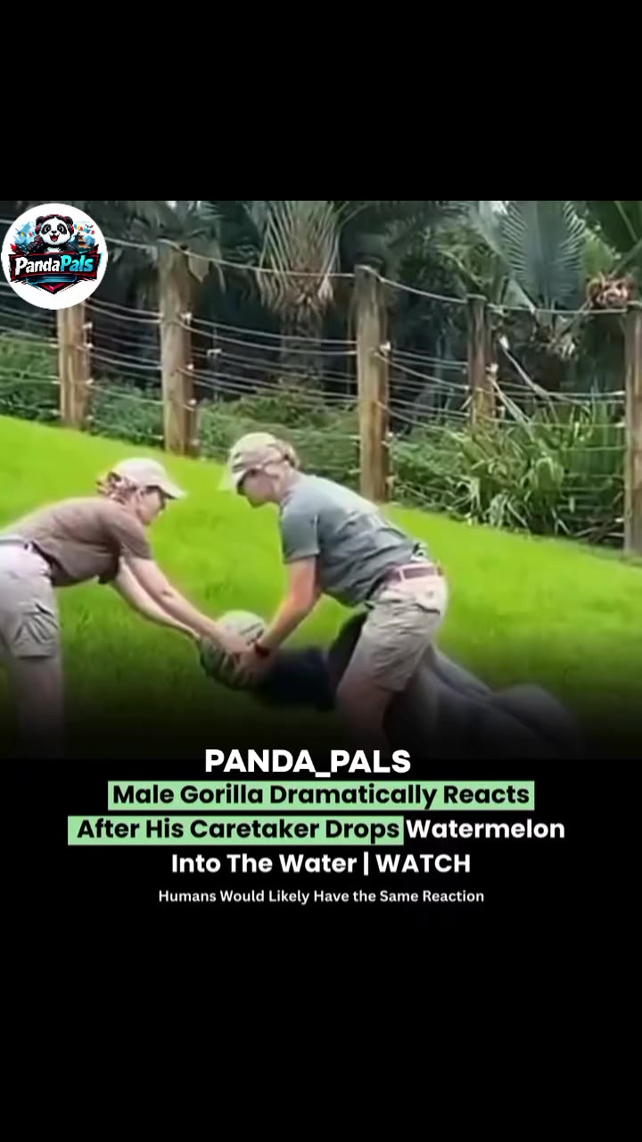 @PandaPals