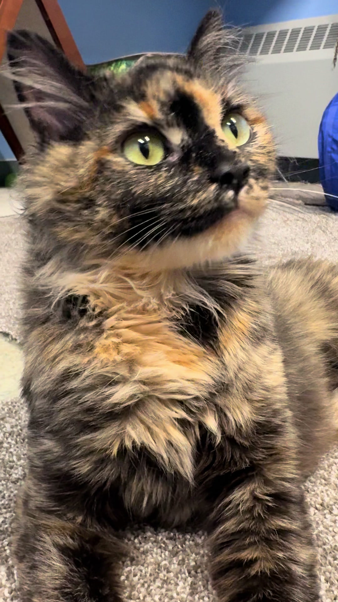 @Anchorage Animal Care Control