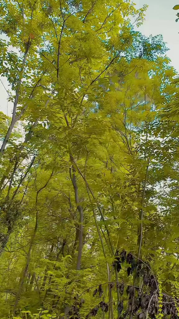 @🍁