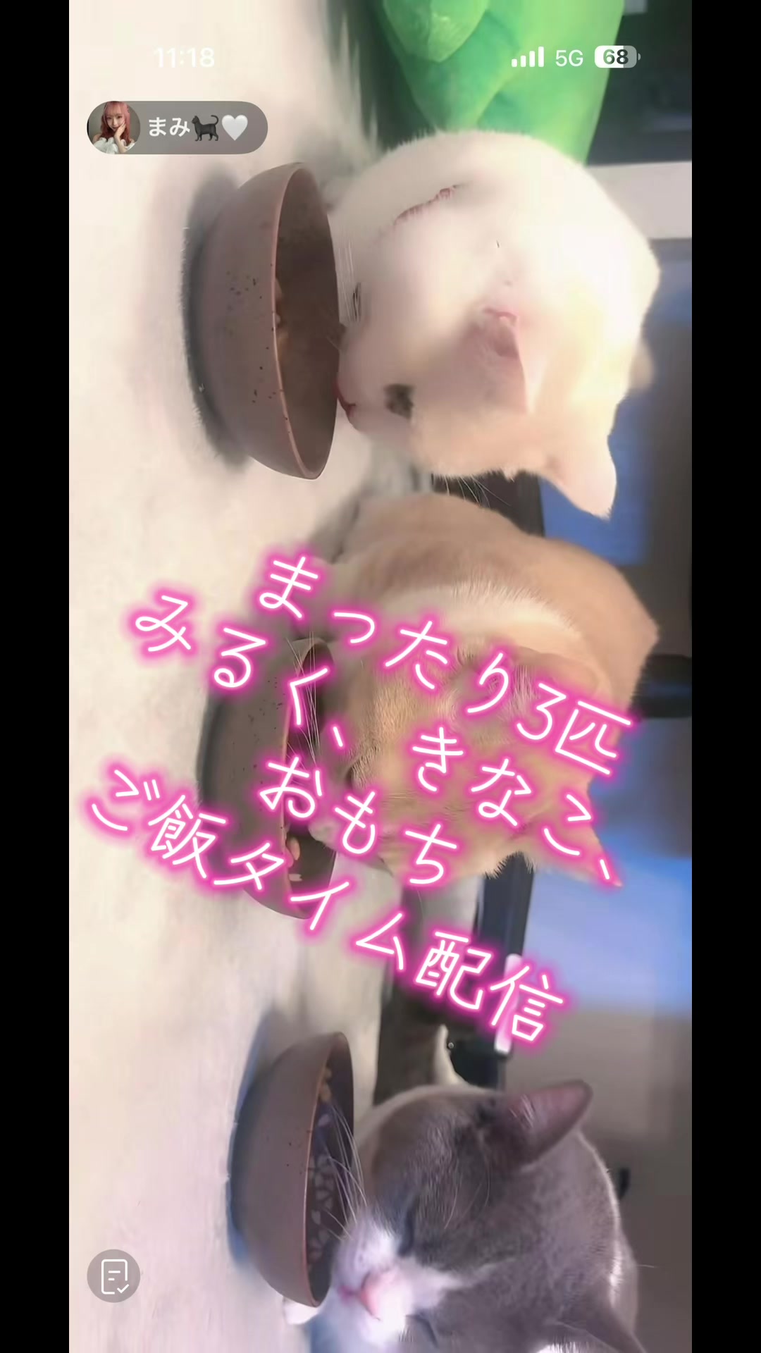 @6.10🎂まみ🐈&zwj;⬛🤍 きなこ🐈&zwj;⬛🤍