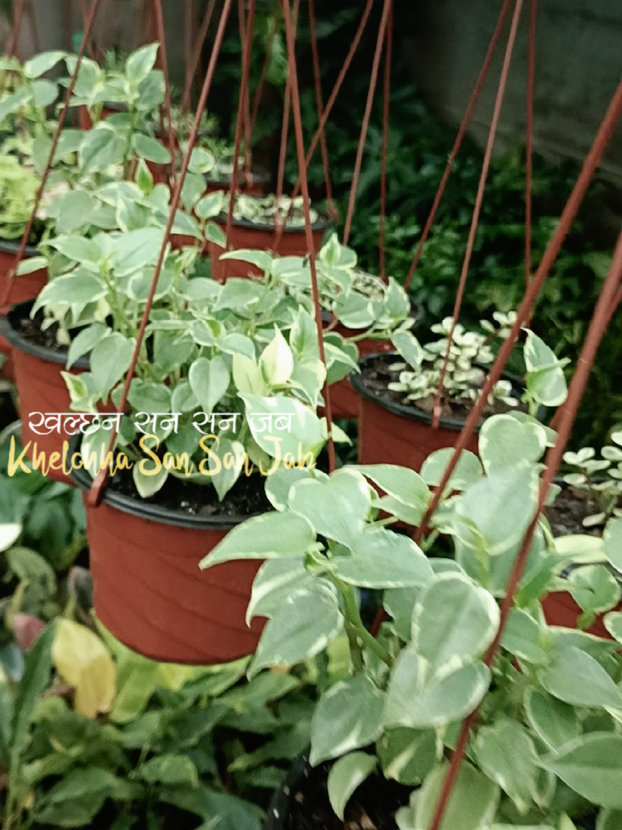 @shree guheshwori nursery