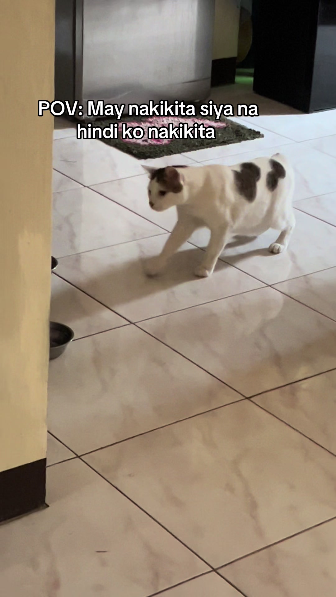 @Bunggok The Fat Cat
