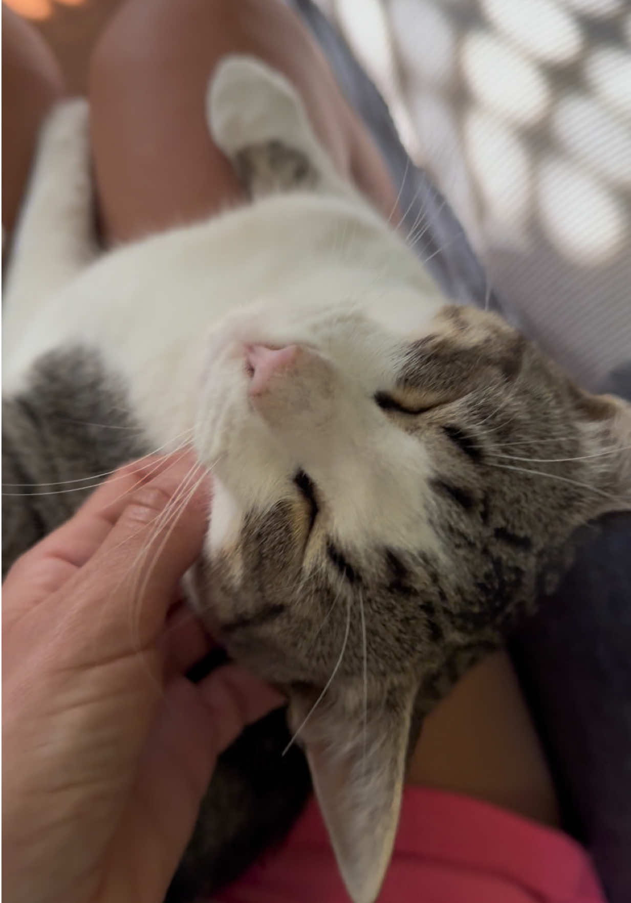 @Sladja🐱