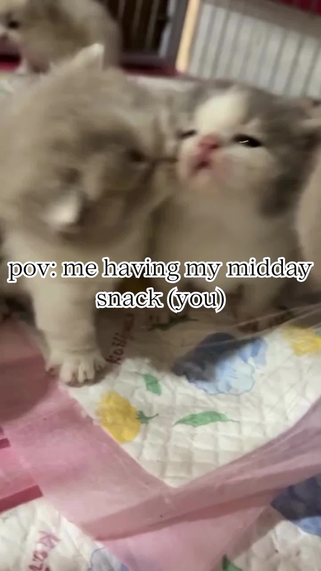 @BabaBear
