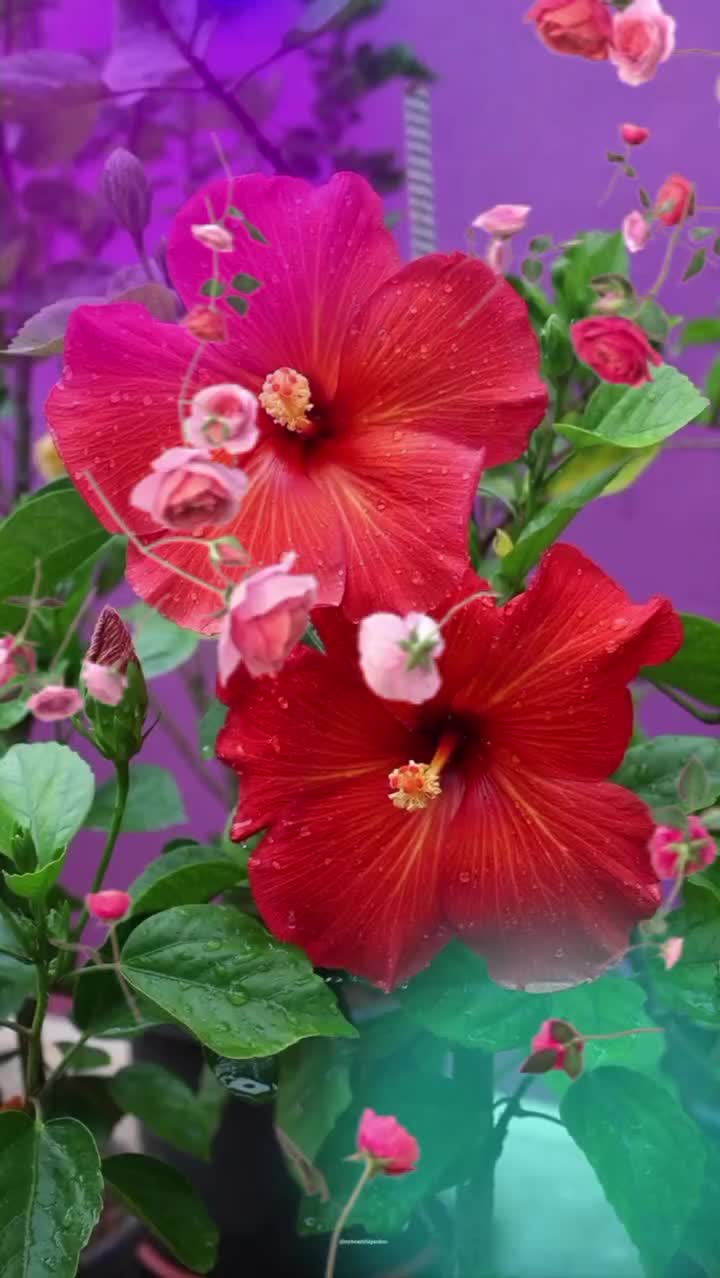 @suntalipahari