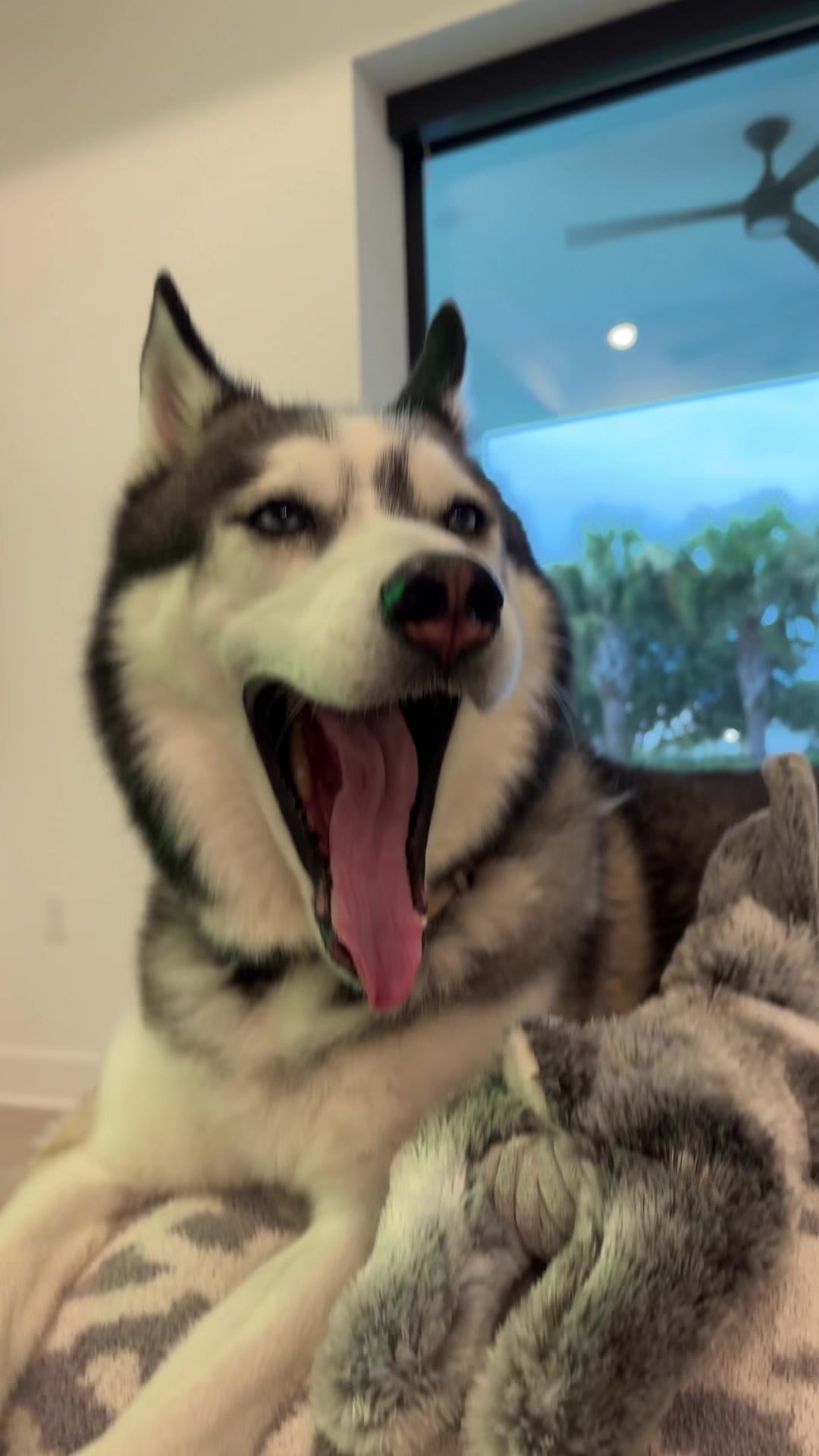 @lifewith2huskies