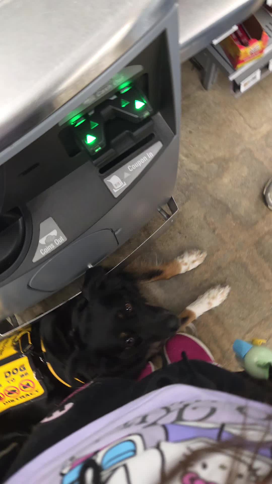 @Nala the Service aussie