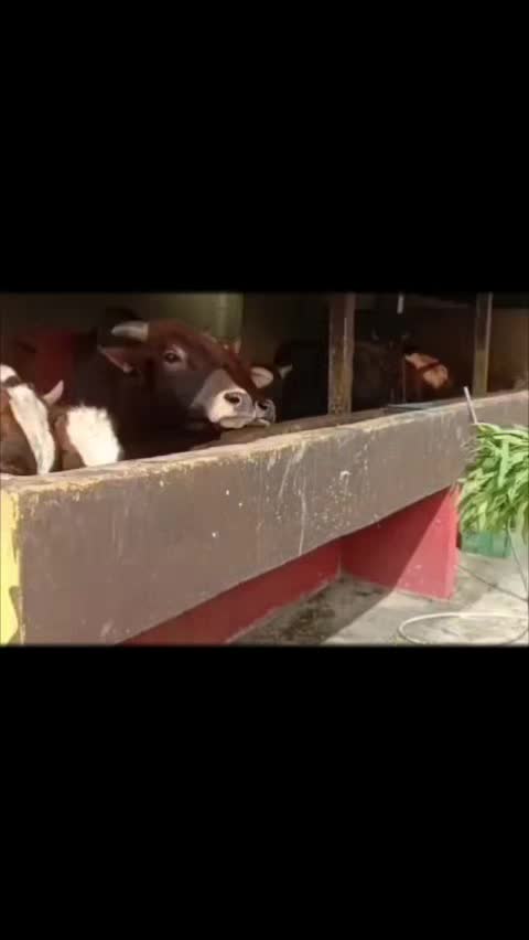 @MOGANA MURALI V PRABHAKER