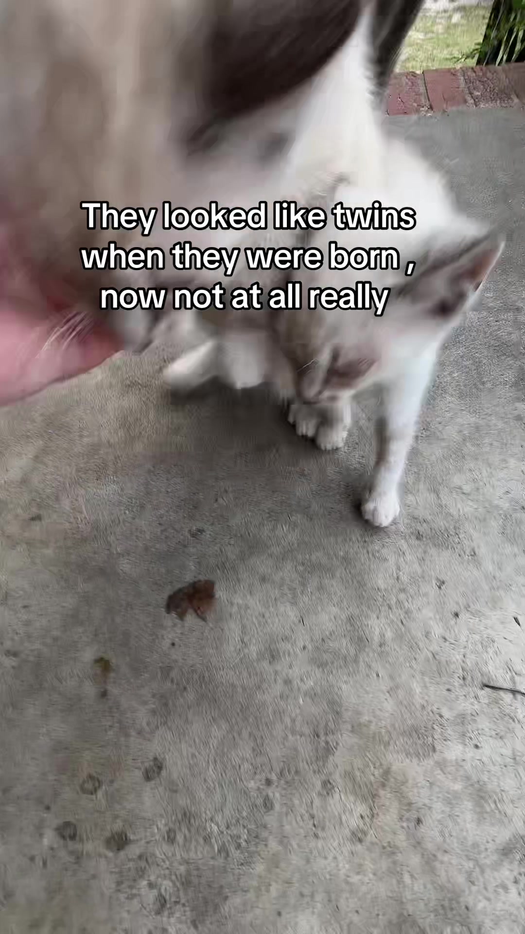 @Cats cats cats