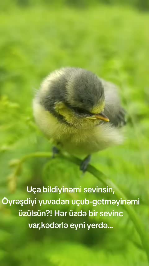 @Ehtiram