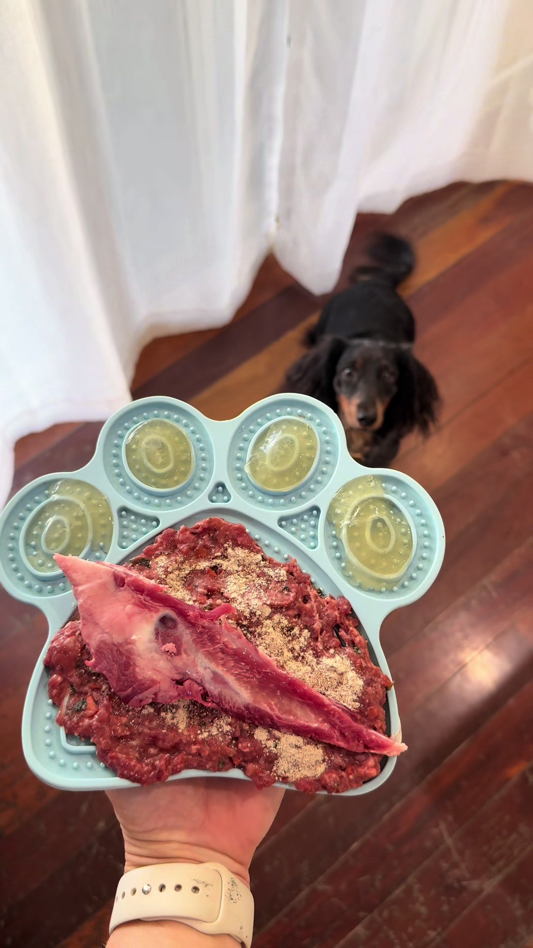 @Dachshund Dynasty