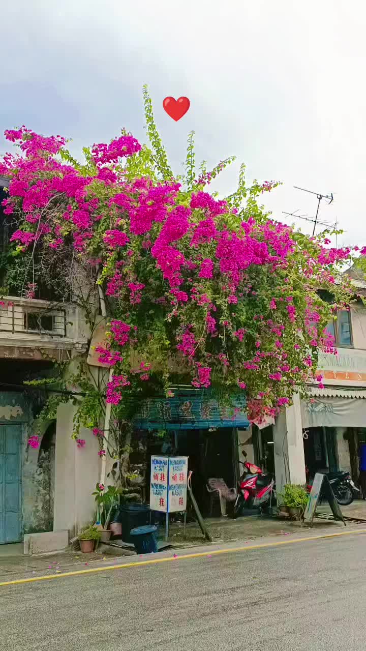 @SIRJANA KARKI👑🦚🌻