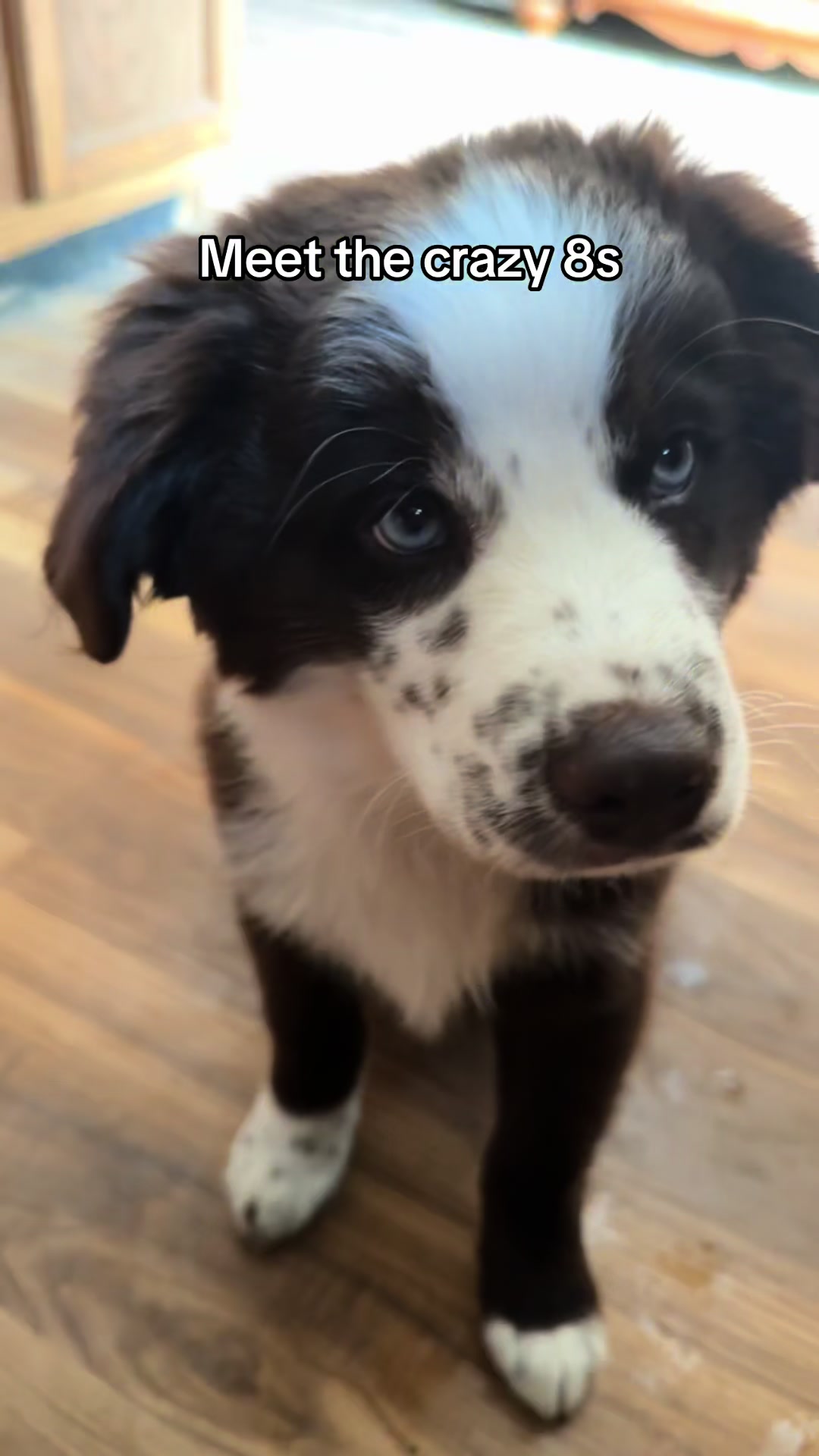 @Herding dog mom