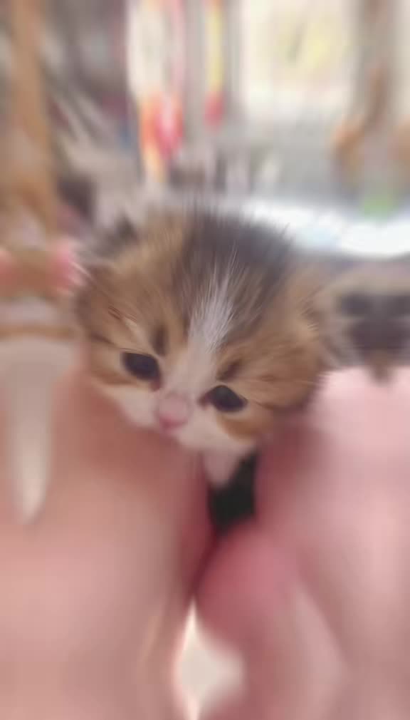 @catbosssss