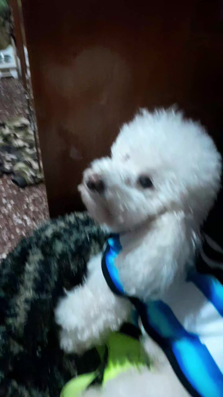 @perrito Dio y su familia