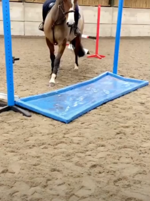 @Horses TikTok