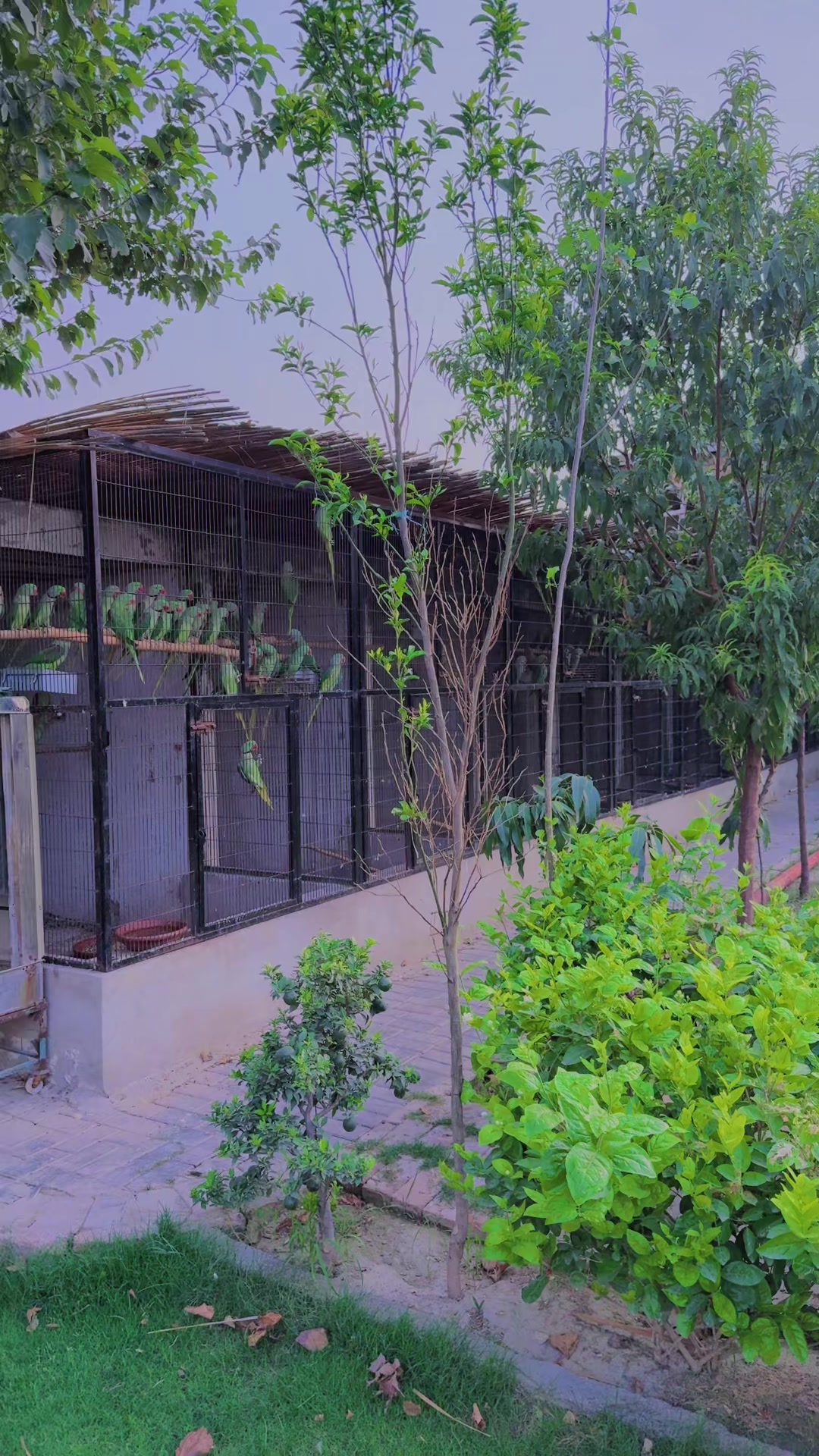 @WA Aviary