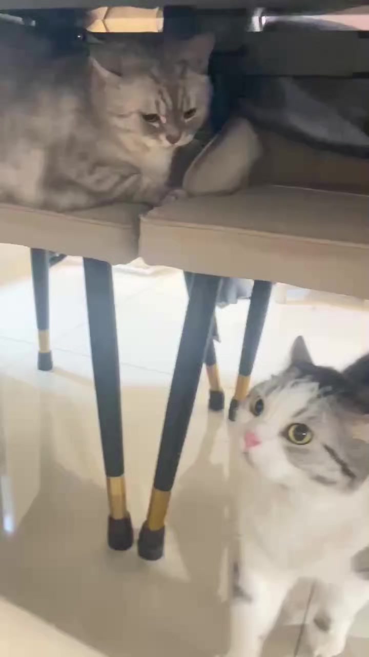 @migo是貓?