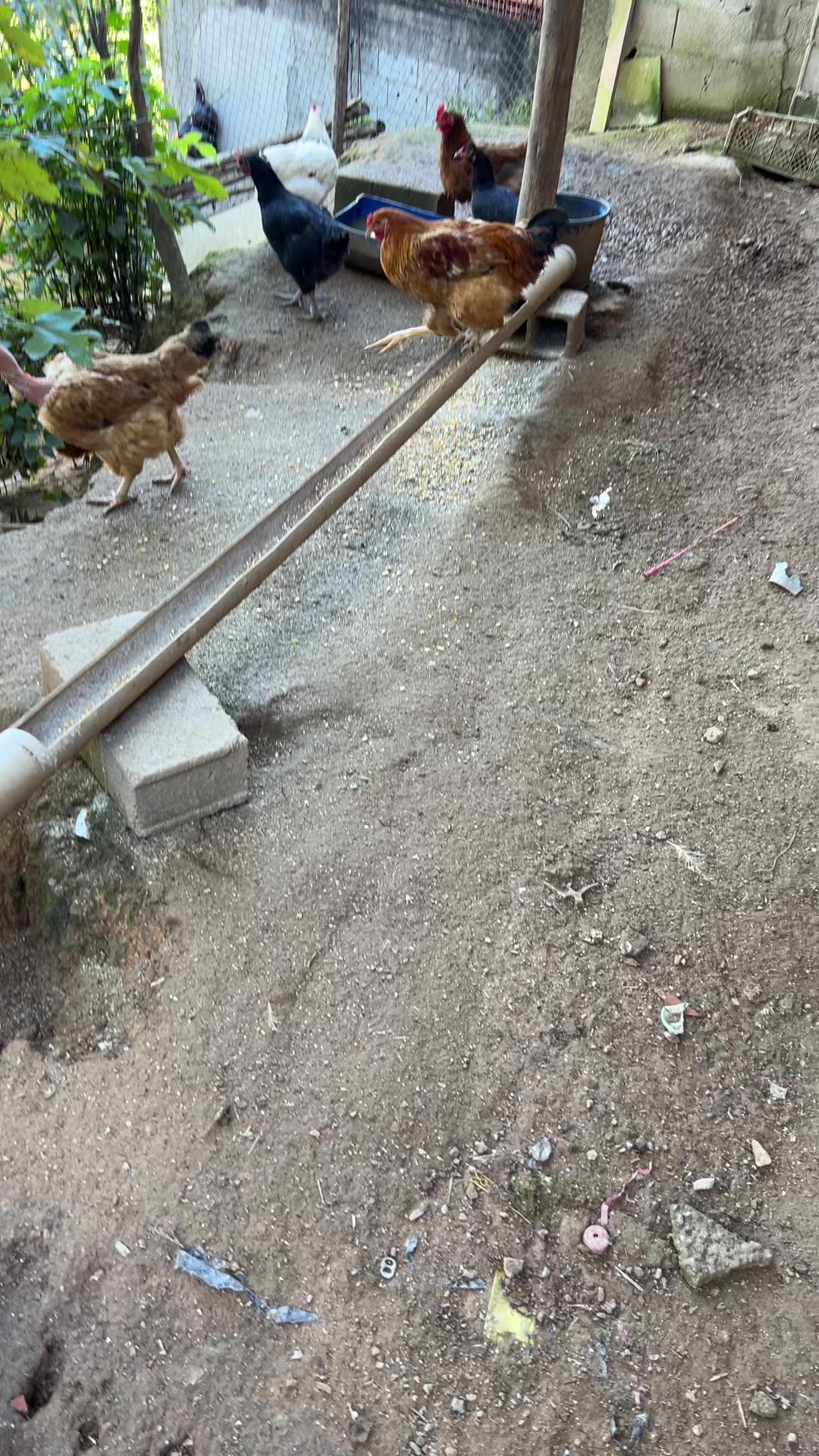 @Galinhas da Brandão 🐓🐣🐥🪿🥰