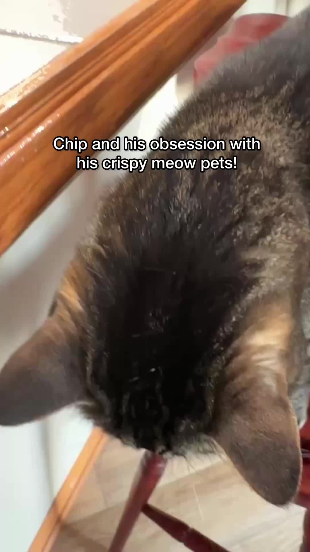 @Chip The Manx
