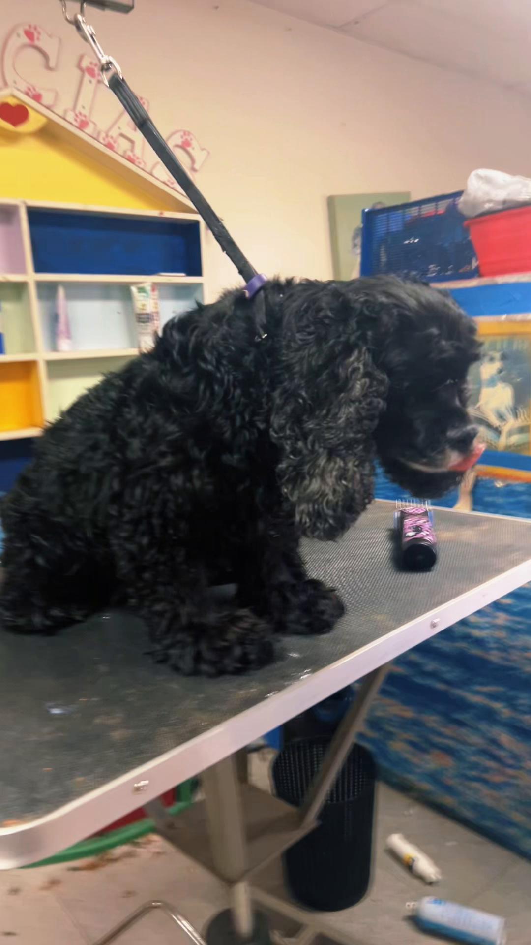 @Doggie Dog World